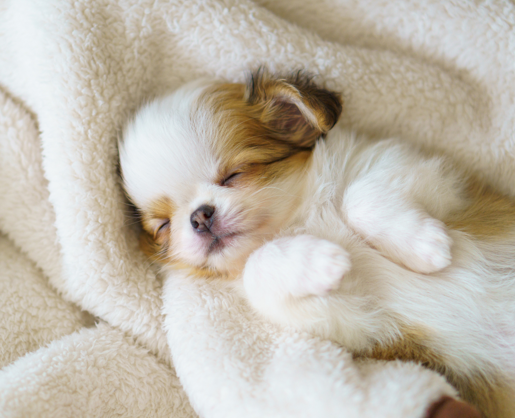 ドッグサロンFluffy queue ご挨拶